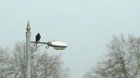 Crows 01 Video stock 12374563