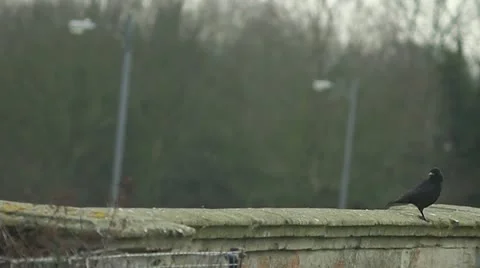 Crows 02 Video stock 12374562