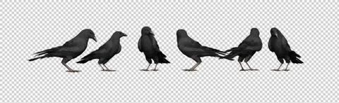 CROWS 1 스톡 동영상 204157947