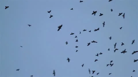 Crows 2 Stock Footage 17035733