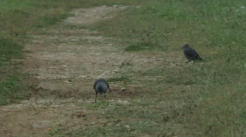Crows 4k [dusty road] Stock Footage 41542980