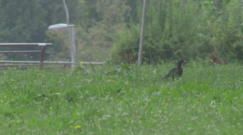 Crows 4K [grass] Stock Footage 41500882