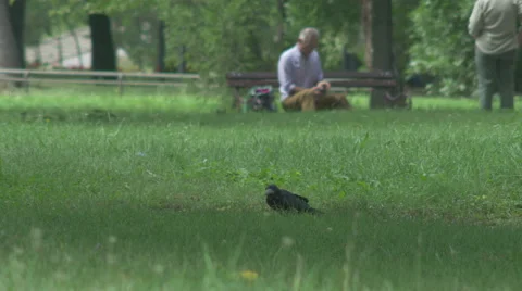 Crows 4K [park] Stock Footage 41496855