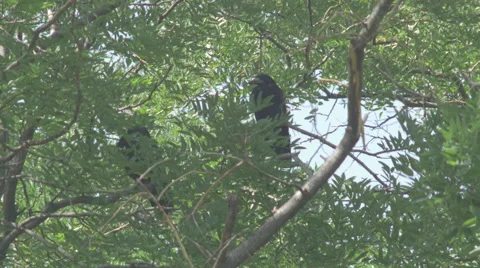 Crows 4K [Tree] Video stock 41512704