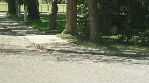 Crows Across the Street Video stock 140703978