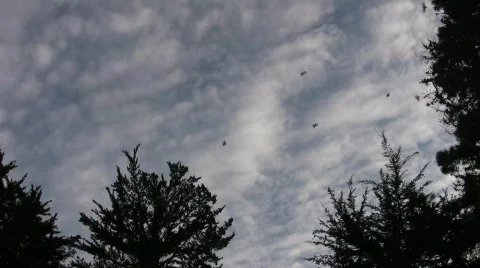 Crows and clouds Stock Footage 326520