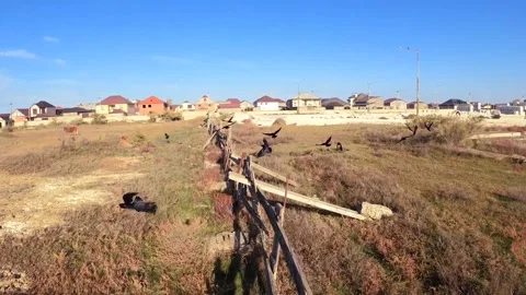 Crows and cows Stock Footage 290135769