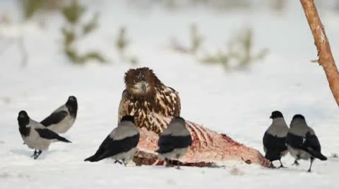 Crows and an eagle feeding on a wild boar carcass Stock Footage 10574924