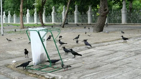 Crows and garbage bin Stock Footage 195517782