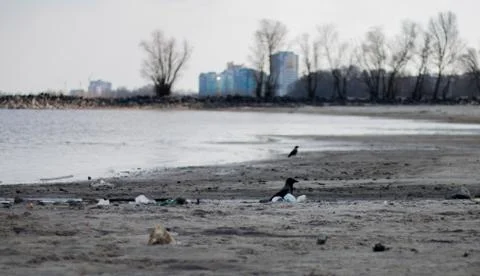 Crows and garbage Stock-Fotos