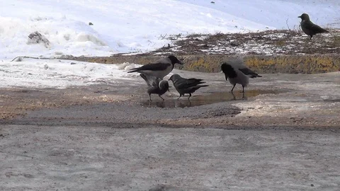 Crows and jackdaws bathe in a puddle in winter Stock Footage 125504473