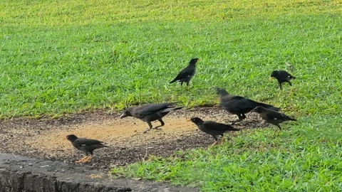 Crows and Mynas Pecking Grains on Ground Stock Footage 343038646
