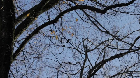 Crows and Pigeons Perched in an Old City Tree, 1080p HD Stock Footage 86885261