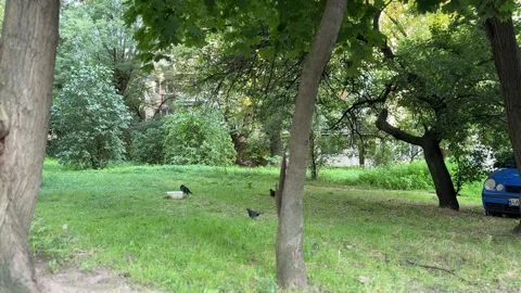 Crows and Pigeons Walking on Green Grass in Yard Stock Footage 314565413
