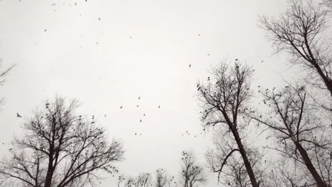 Crows and rooks flocking above bare winter trees under overcast sky in cine.. Stock Footage 339207368