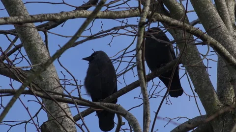 Crows and rooks in a tree over farmland England UK 4K Vidéo 148264302