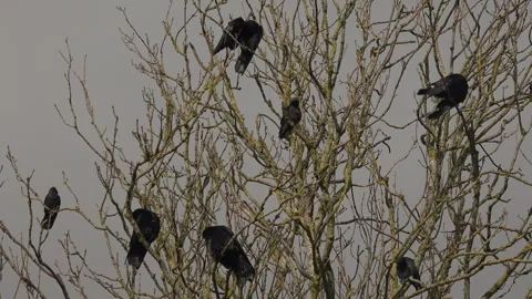 Crows and rooks in a tree over farmland England UK 4K Vidéo 292709055