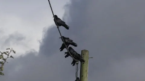 Crows and rooks on a wire over farmland England UK 4K Vidéo 143060628