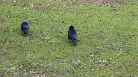 Crows and Seagull Sharing a Green Meadow Stock Footage 304278984