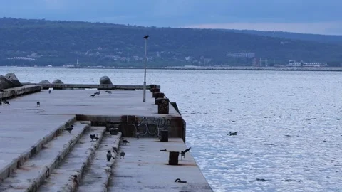 Crows and seagulls gathering on concrete pier Stock Footage 340450973