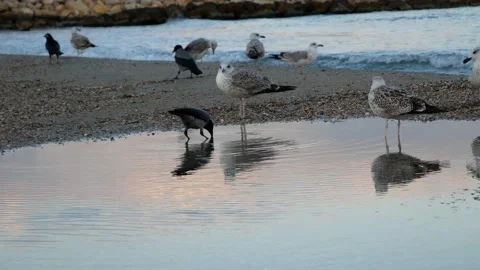 Crows and seagulls relaxing on the beach Stock Footage 141811361