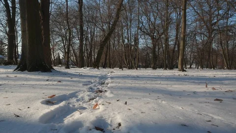 Crows and snow in the park Stock Footage 101871894