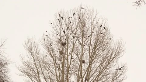 Crows and their nests on a bare tree (magpie and rook) in winter in Erzurum Stock Footage 150446759