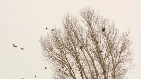 Crows and their nests on a bare tree (rook) in winter in Erzurum, turkey Stock Footage 150446765