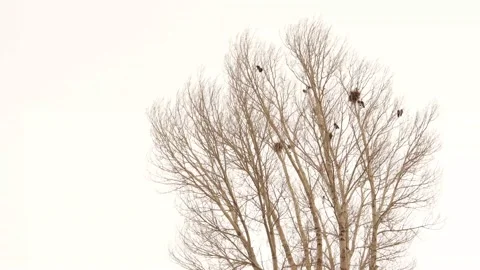 Crows and their nests on a bare tree during snowfall. rooks gathering ; rook Stock Footage 150702660