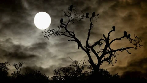 Crows and Vulture on Dead Tree, Time Lapse with Full Moon and Dark Atmosphere Stock Footage 135865970