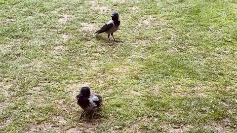 The crows apparently fought with someone. Supporting a friend. Stock Footage 238555980