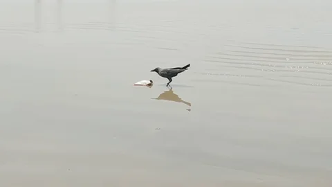 Crows  are eating at Sea side Stock Footage 108429658