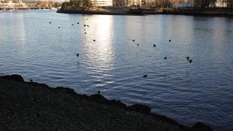 Crows are flying over the river. Slow motion Stock Footage 150918558