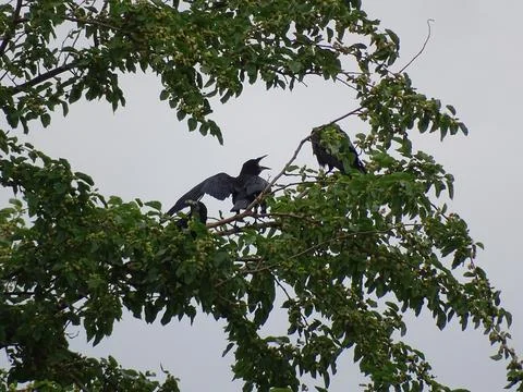 Crows arguing on a tree branch Foto stock