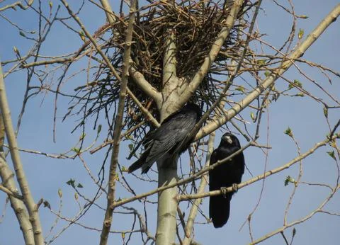Crows around a nest. In Romania Photos