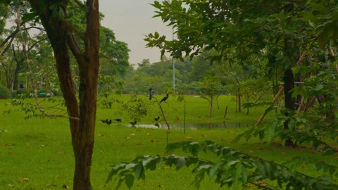 Crows around puddle framed by tree branches Stock Footage 321009205