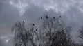 Crows arrive and rest on tree at a cloudy evening autumn day HD Footage