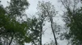 Crows arrive on trees in summer at a cloudy day with sound HD Footage