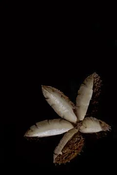 Crows Ash Seed Pod Rainforest Tree Flindersia australis 스톡 사진