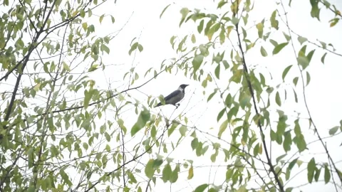 Crows in autumn park Stock Footage 141431724
