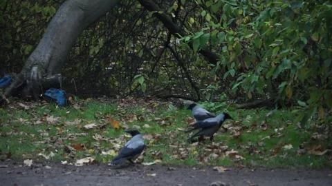 Crows in autumn park Stock Footage 141431726