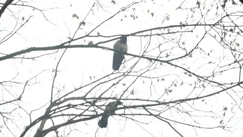 Crows in autumn park Stock Footage 141431792