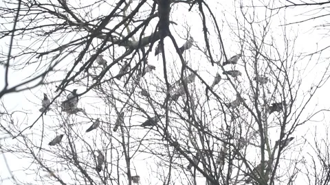 Crows in autumn park Stock Footage 141431907