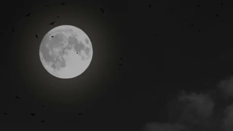 Crows in the background of the moon Stock Footage 81766828