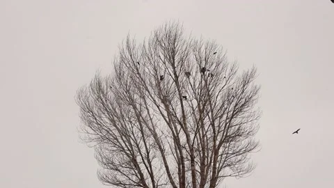 Crows on a bare tree during snowfall in winter. rooks, rook. Crow bird. snow Stock Footage 171580308