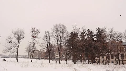 Crows on Bare Winter Trees During Snowfall in Quiet Urban Park Scene Stock-Footage 333170845