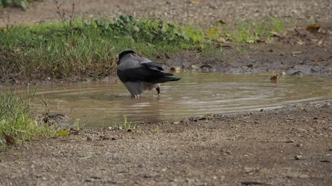 A Crow's Bath Stock Footage 124546300