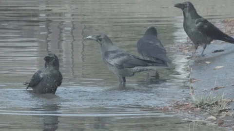 Crows bathe Stock Footage 126592757