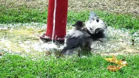 Crows bathing and splashing in the water jets. Stock Footage 67456033