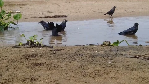 Crows Bathing Lake SriLanka Stock Footage 315349190